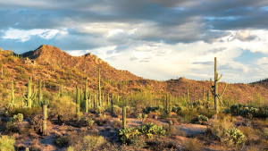 Isabel Cornelius visited Saguaro National Park.